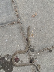 Pituophis catenifer catenifer