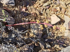 Crassula cotyledonis