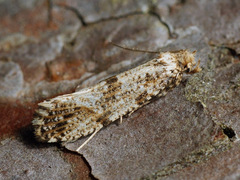 Morophaga choragella