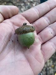Quercus rubra