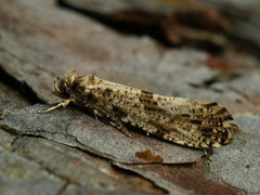 Morophaga choragella