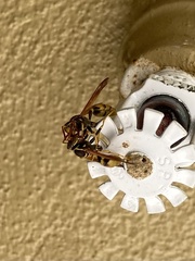 Mischocyttarus flavitarsis