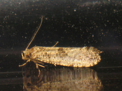 Morophaga choragella
