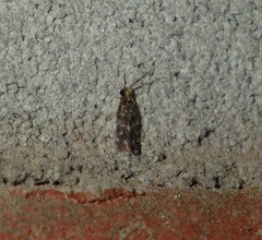 Trichoptera
