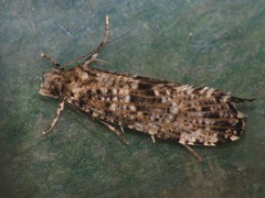 Morophaga choragella