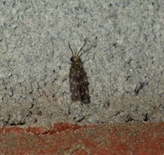Trichoptera
