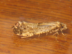 Morophaga choragella