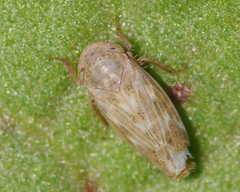 Euscelis incisus