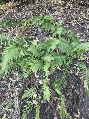 Dryopteris arguta