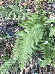 Dryopteris arguta