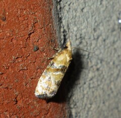 Tortricidae