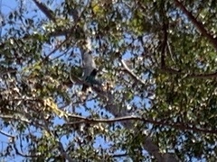 Poicephalus meyeri transvaalensis