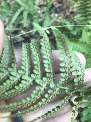 Dryopteris arguta