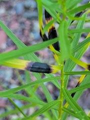 Asteromyia euthamiae