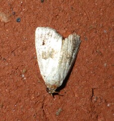 Maliattha signifera
