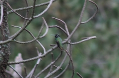Lampornis clemenciae