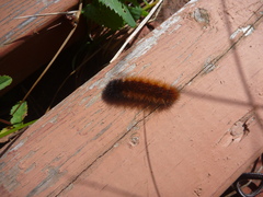 Pyrrharctia isabella