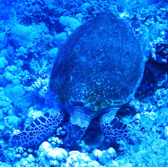 Eretmochelys imbricata