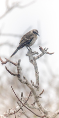 Mimus parvulus bauri