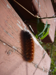 Pyrrharctia isabella