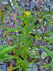 Asteromyia euthamiae