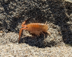 Megalorchestia corniculata