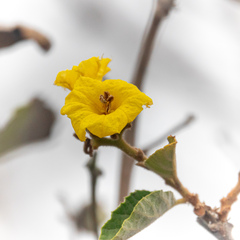 Cordia lutea
