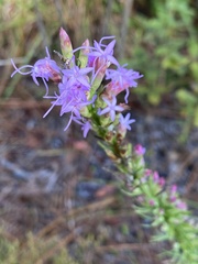 Liatris tenuifolia