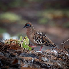 Zenaida galapagoensis
