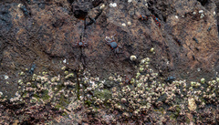 Grapsus grapsus