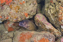 Muraena helena