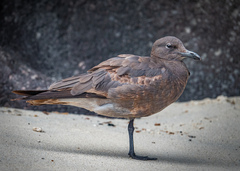 Leucophaeus fuliginosus