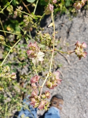 Mirabilis nyctaginea