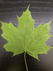 Acer