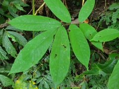 Millettia pachycarpa