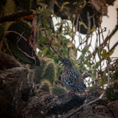 Zenaida galapagoensis