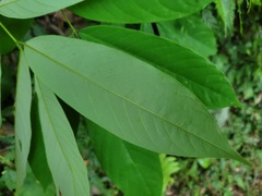 Millettia pachycarpa