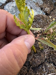 Botrychium lanceolatum