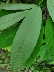 Millettia pachycarpa