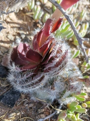 Crassula barbata