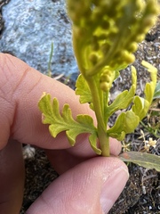 Botrychium lanceolatum image