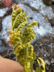 Botrychium lanceolatum