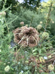 Daucus