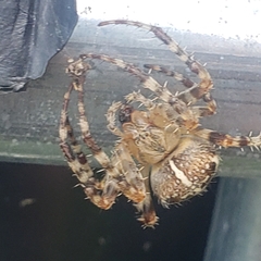 Araneus diadematus