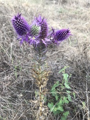 Eryngium leavenworthii