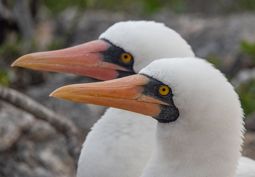 Gannets, Cormorants, and Allies