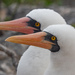 Gannets, Cormorants, and Allies - Photo (c) zimmwisdom, some rights reserved (CC BY-NC), uploaded by zimmwisdom