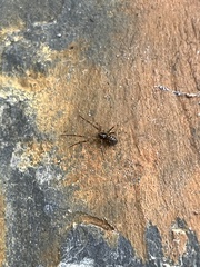 Linyphiidae
