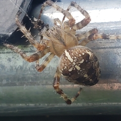 Araneus diadematus