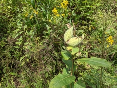 Asclepias syriaca